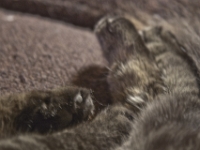 Hermes the Cat 2010 CRW 002